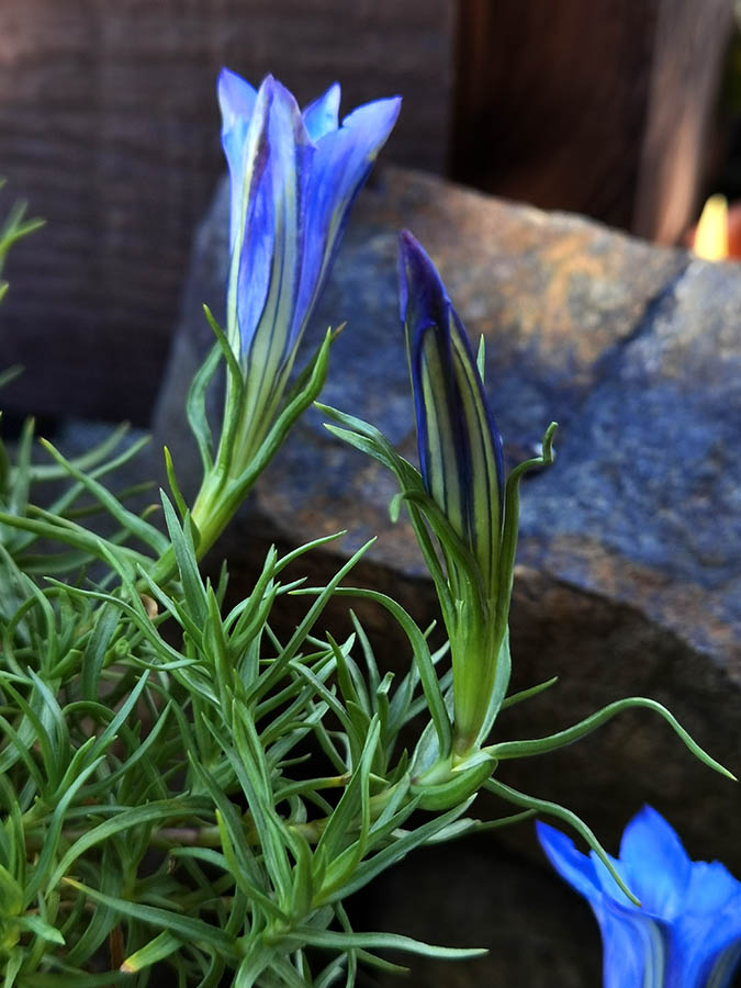 Gentiana sino-ornata